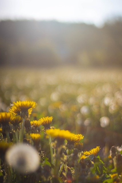 Dandelion Meadow Spring Nature  - Byszek / Pixabay