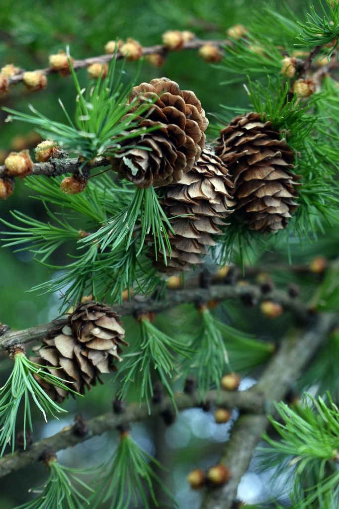 Pine Cone Cones Spruce Pine  - artellliii72 / Pixabay