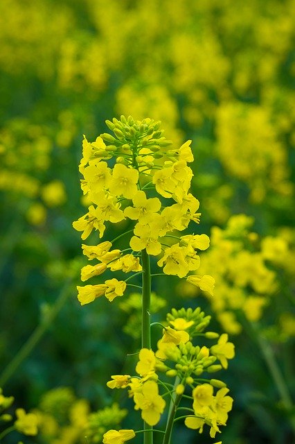 Rapeseed Flower Yellow Field  - krystianwin / Pixabay