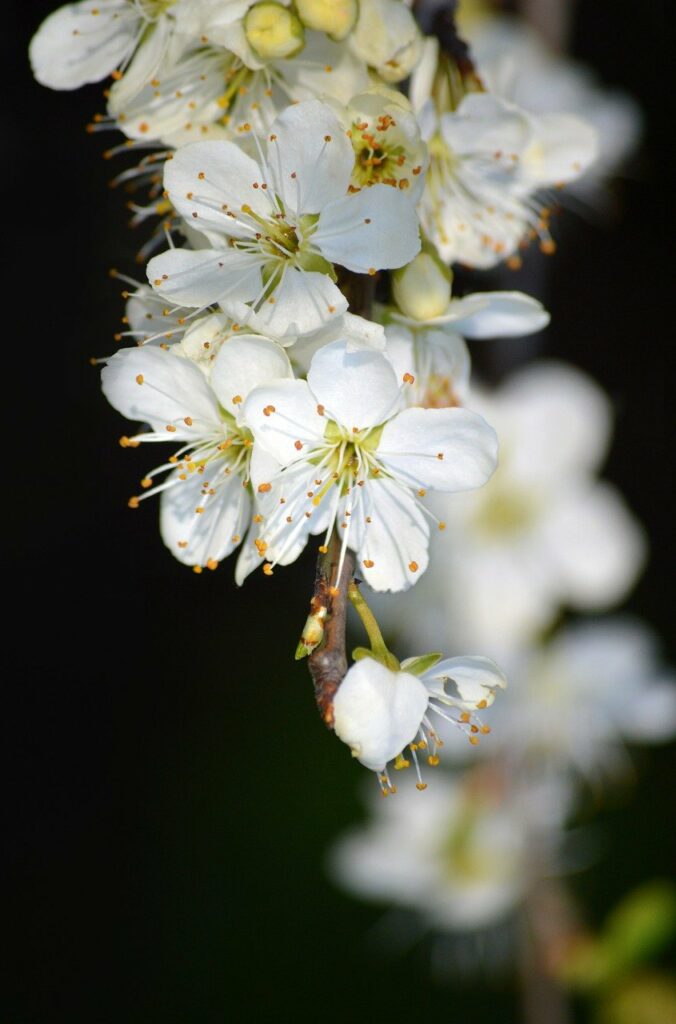 white flowers flower 7946058