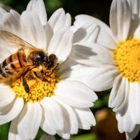 Bee Wasp Pollen Margaret Flower  - Chikilino / Pixabay