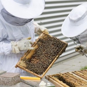 Beekeeper Bees Beehive Hive  - Topp-digital-Foto / Pixabay