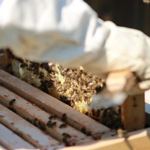Bees Combs Honey Beekeeper  - JochenEhnes / Pixabay