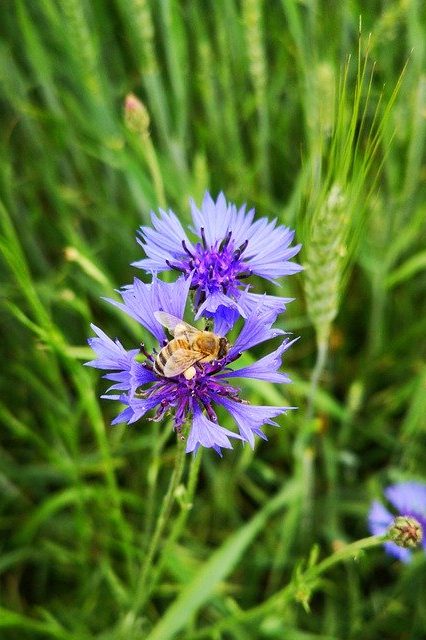 Honey Bee Bee Cornflower Insect  - kwherzog / Pixabay